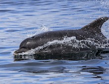 Bottlenose dolphin